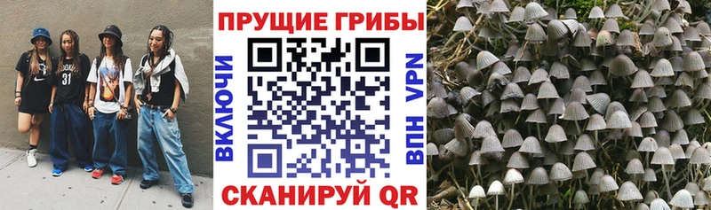 Галлюциногенные грибы Psilocybine cubensis  Калининец 